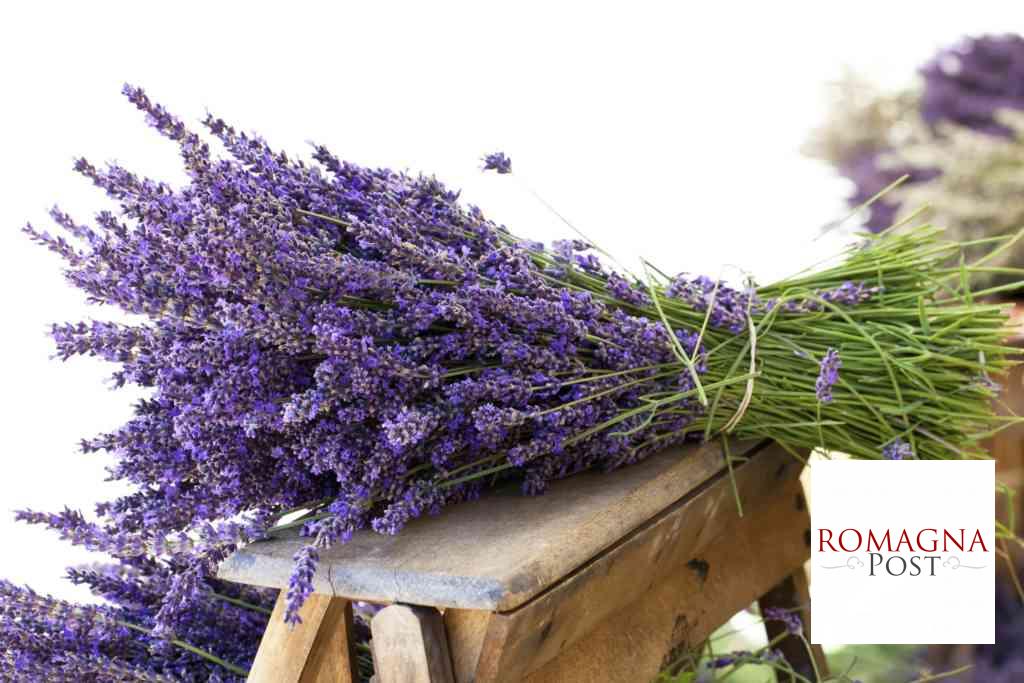 come-coltivare-lavanda-vaso-giardino2