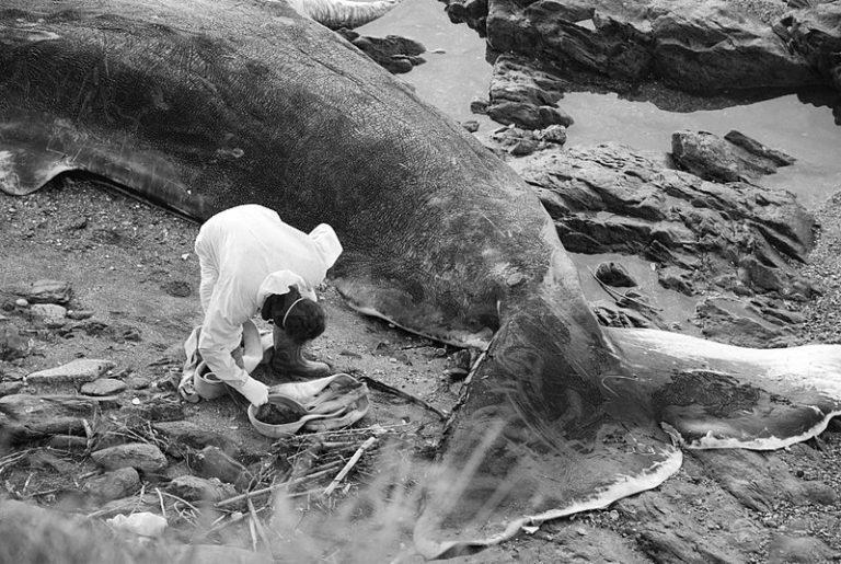 800px-Dead_Sperm_whale_(4)