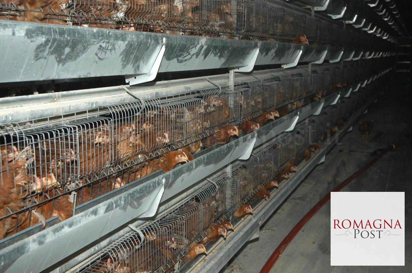 Allevamento di polli3 26-04-07