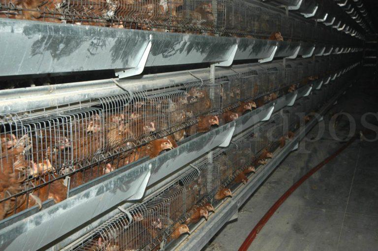 Allevamento di polli3 26-04-07