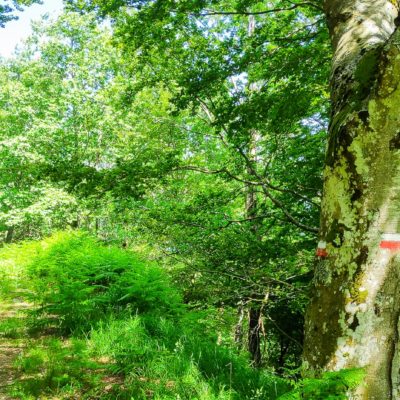 Cicloturismo-foreste-Casentinesi