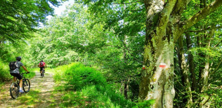 Cicloturismo-foreste-Casentinesi