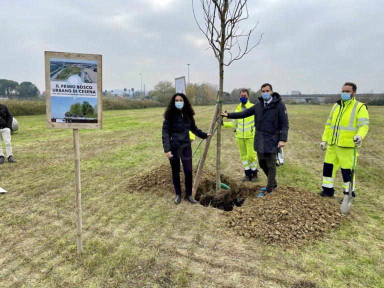 Bosco urbano di Cesena (2)
