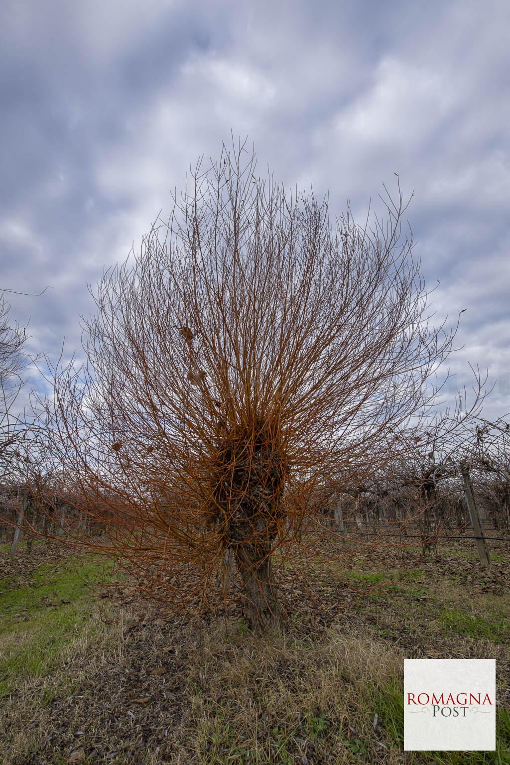 Filare-Vimini-Villafranca_6