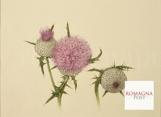 campigna-il-cardo-canuto-acquerello-su-carta-2490-web