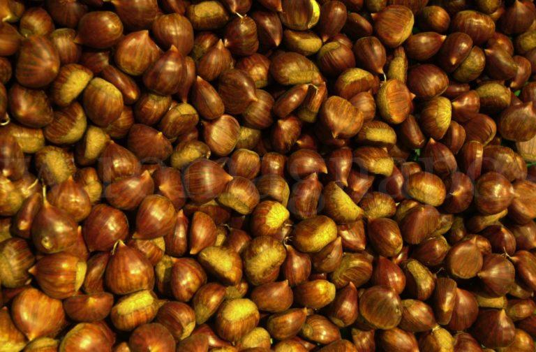 castagne