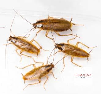 Close up blattella germanica german cockroach isolated on white