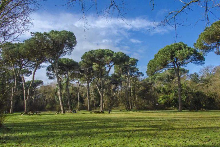22-03-04-Pineta-San-Vitale