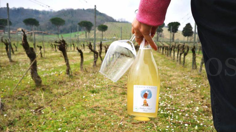 vino Famoso Pèt Nat in vigna