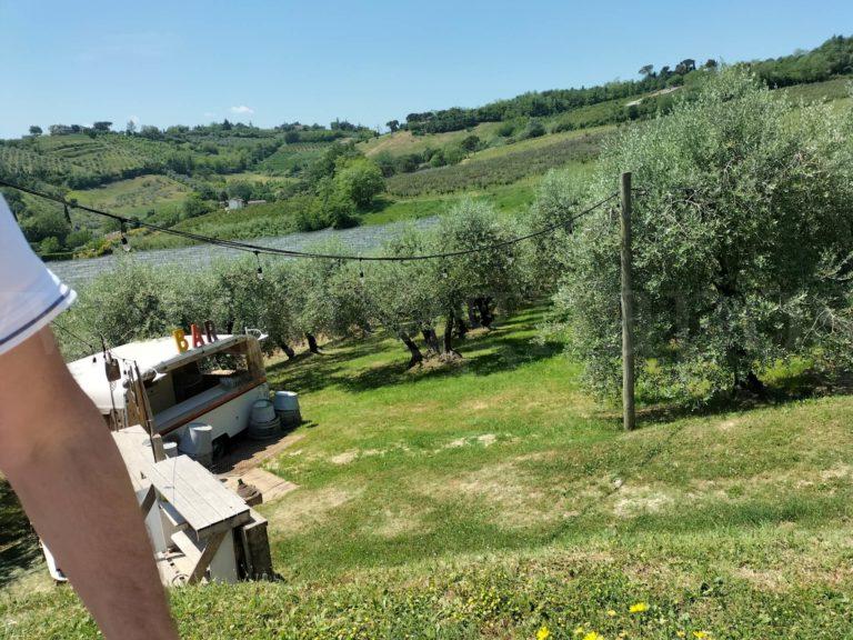 terre di giunchi