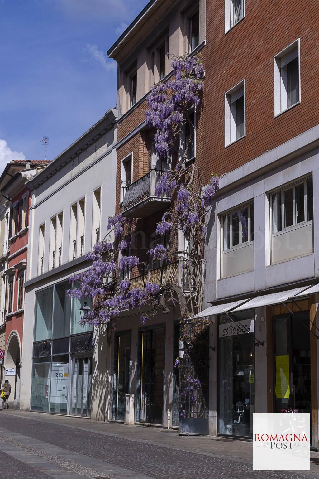 Glicine-Via-Torri-3