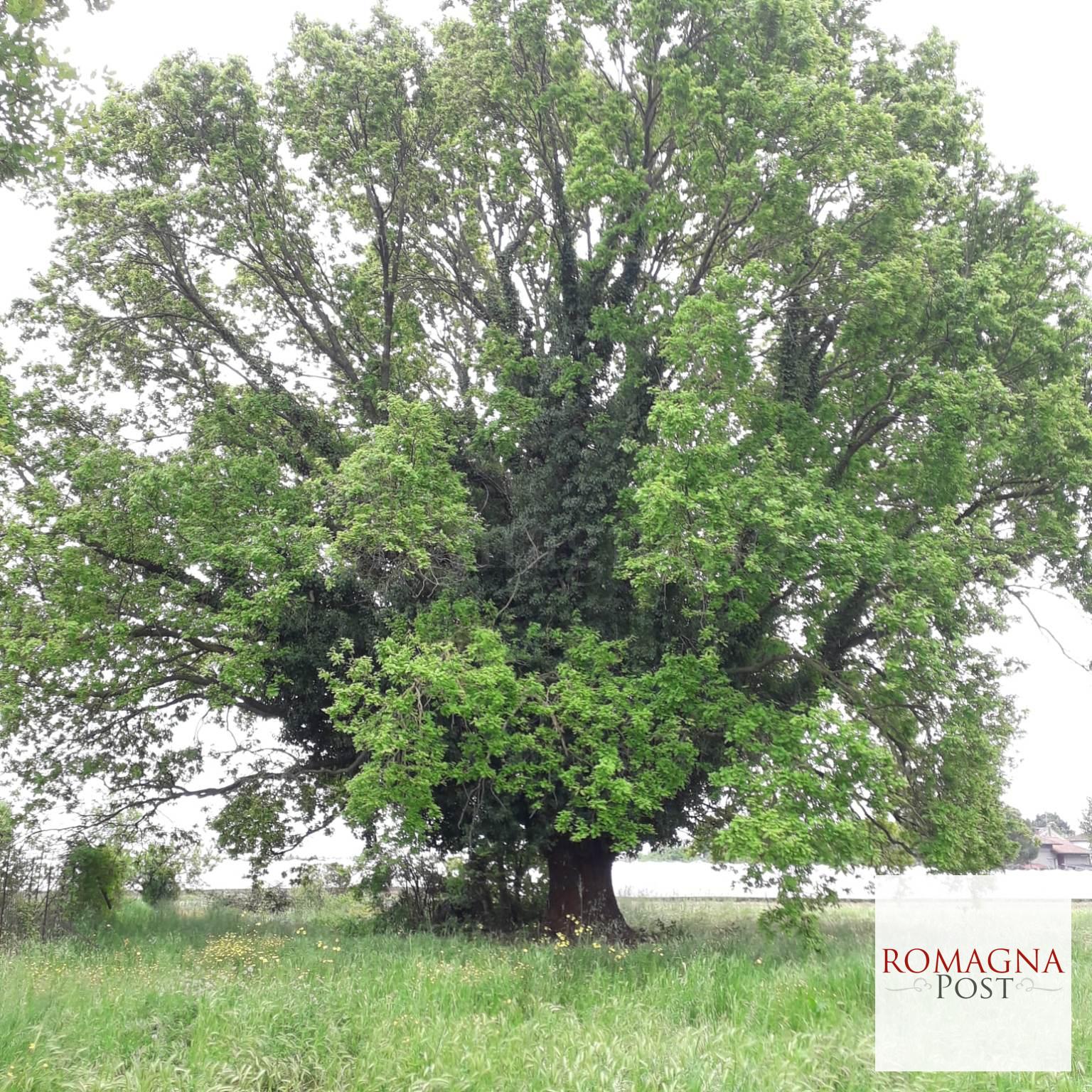 quercia-secolare-a-Villa-Rotta