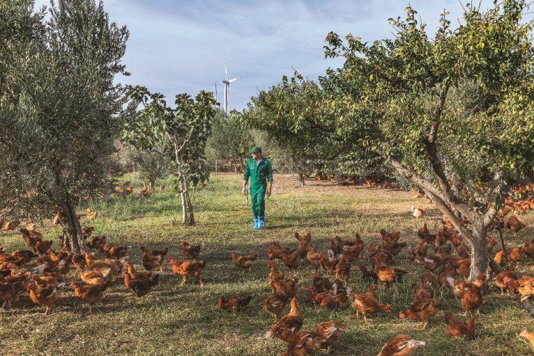 Foggia, 29-09-2021. Allevamento Pomario pollo campese.