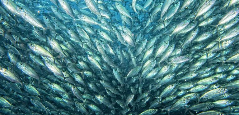 Inside a school of fish underwater