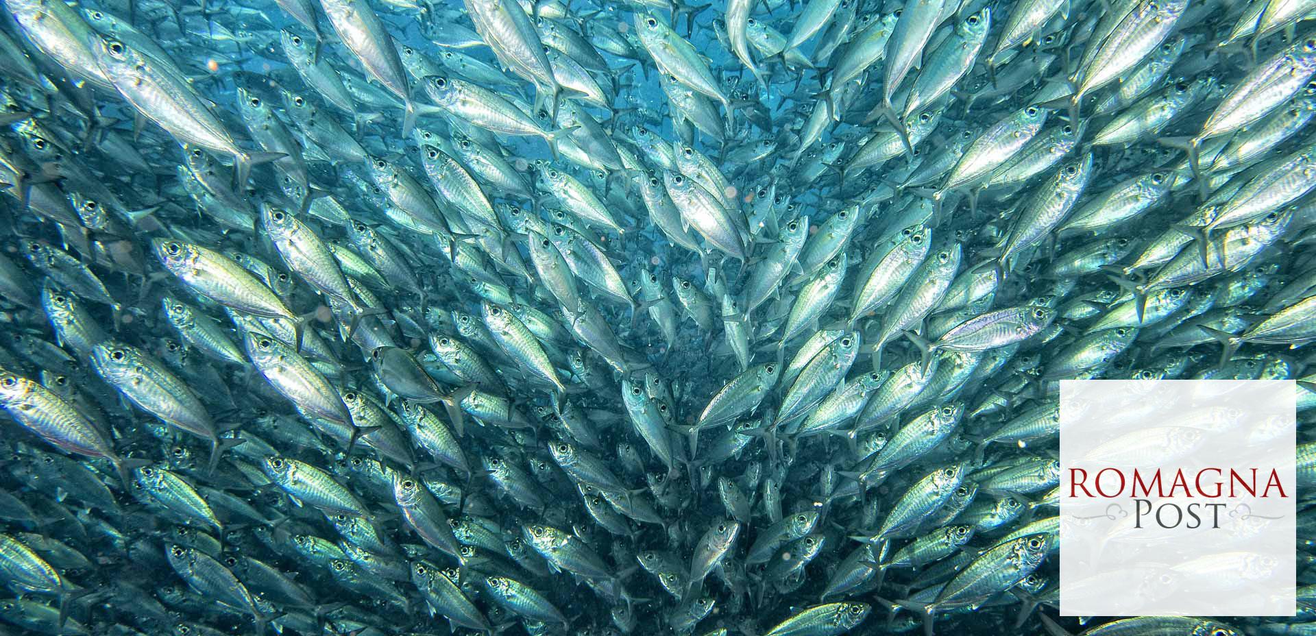Inside a school of fish underwater