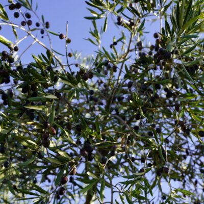 olio