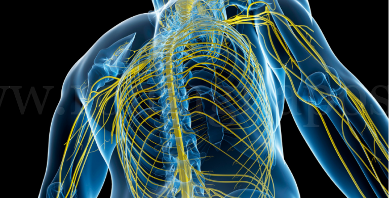 sistema-nervoso-periferico-1-861x438