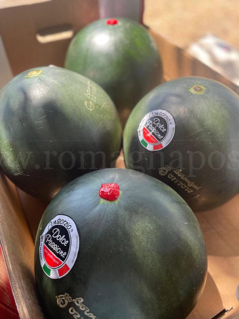Cocomero Dolce Passione